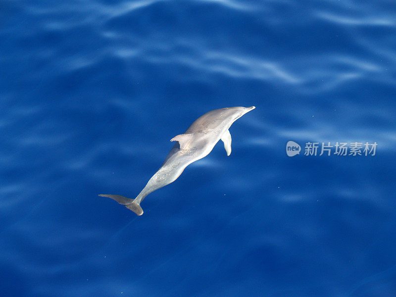 大西洋斑海豚(Stenella frontalis)